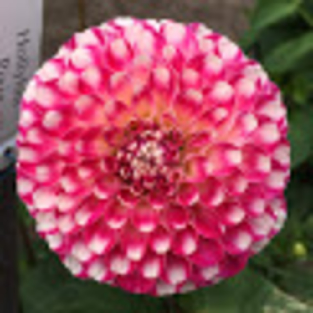 Meet your Posher, Vera